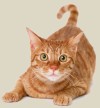 The Rainbow District Animal Shelter